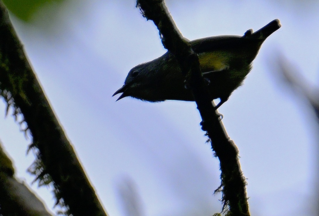 Pygmy Flycatcher - ML619340110