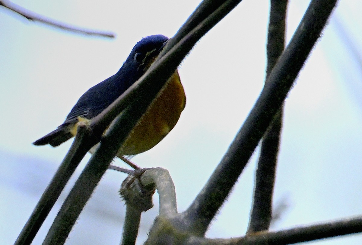 Pygmy Flycatcher - ML619340111