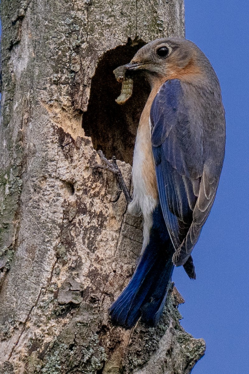 Eastern Bluebird - James Hoagland