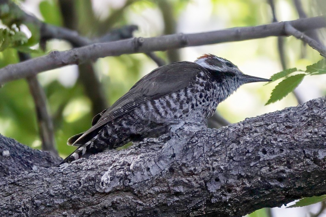 Arizona Woodpecker - LAURA FRAZIER
