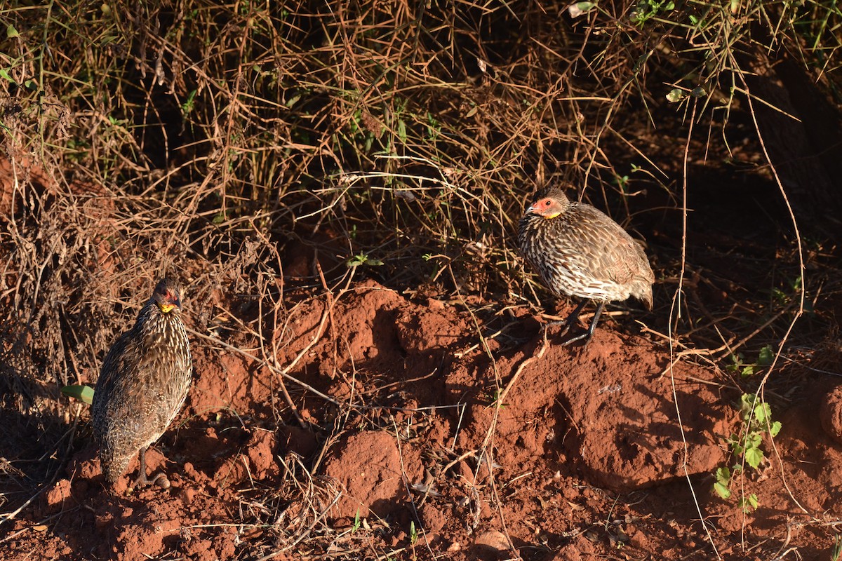 Yellow-necked Spurfowl - ML619340139