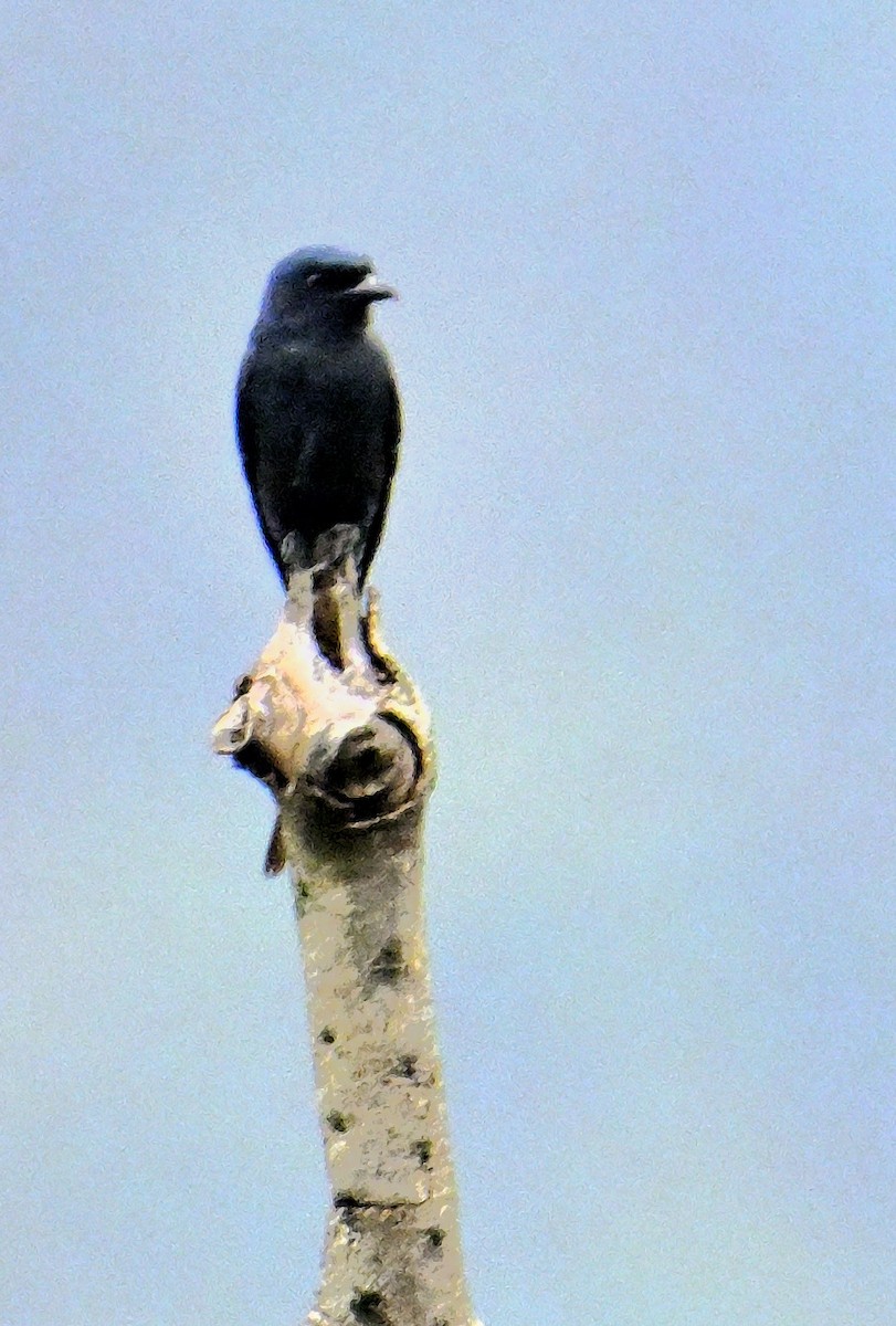 Ashy Drongo - Rajesh Gopalan