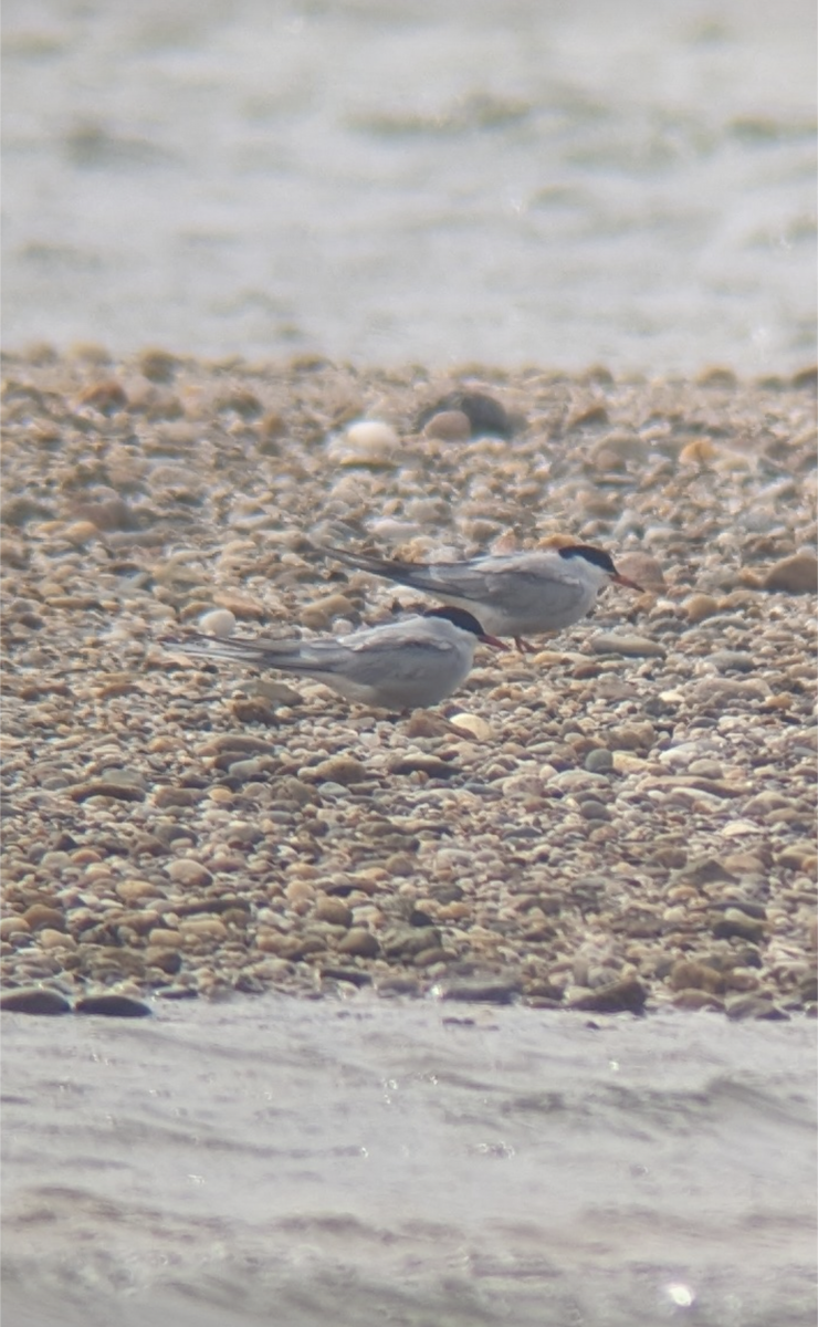 Arctic Tern - Sky Kardell