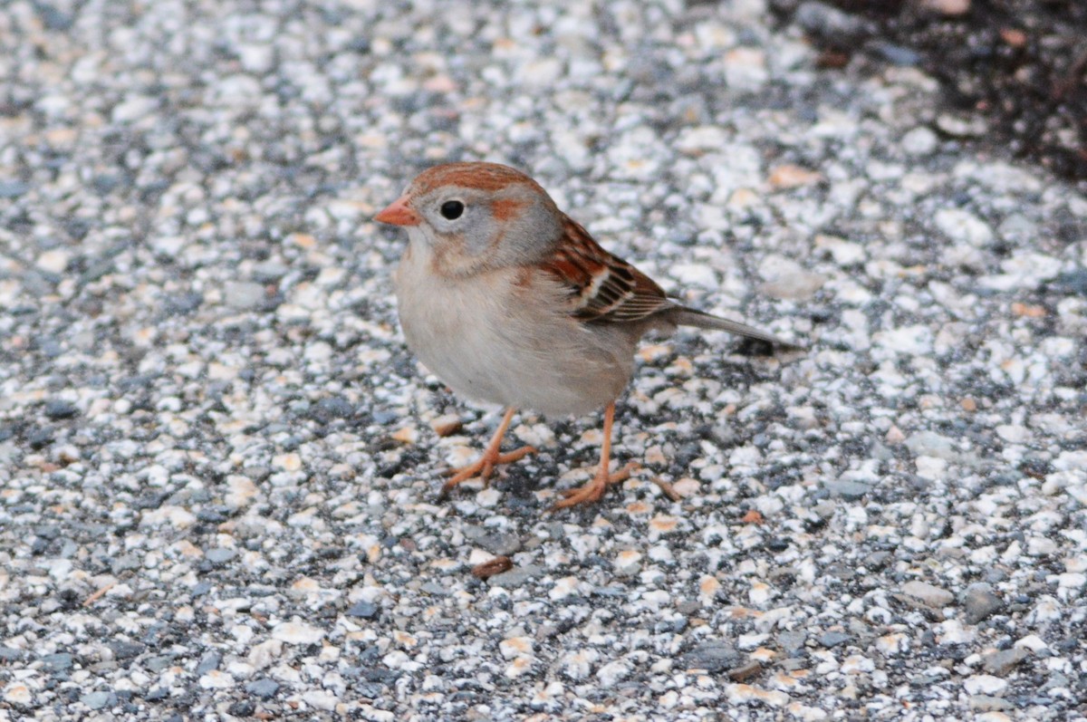 Field Sparrow - Steve Mierzykowski