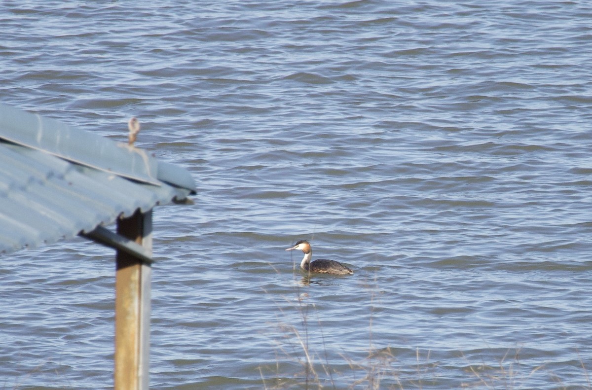 Great Crested Grebe - ML619340180