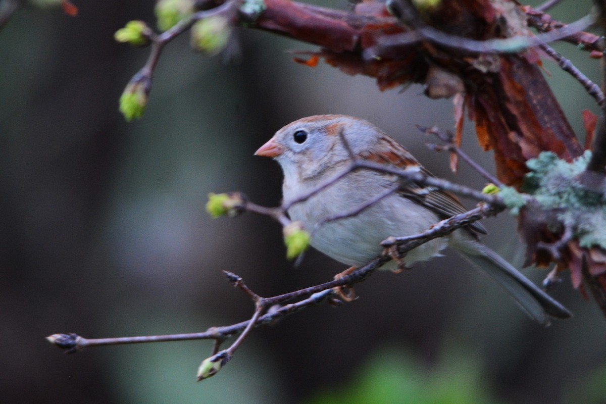 Field Sparrow - ML619340189