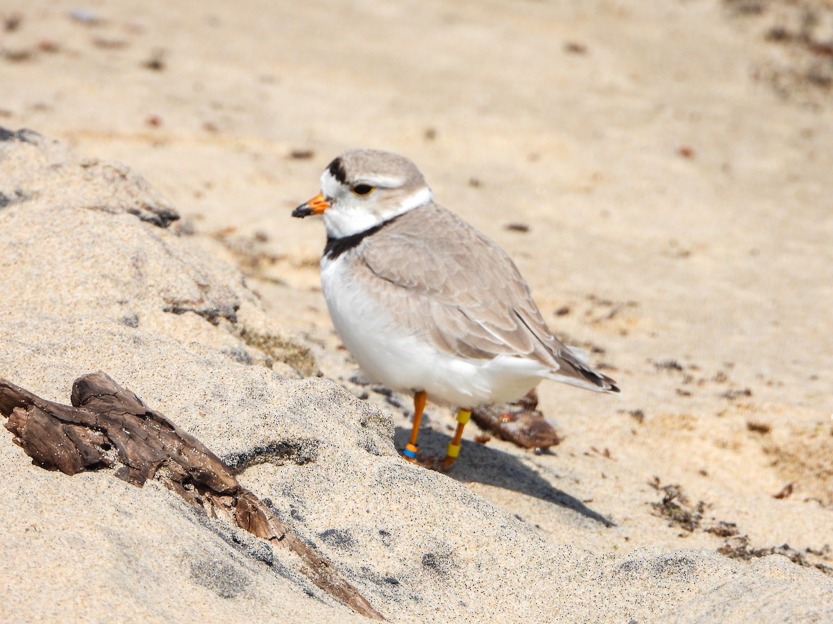 Piping Plover - Samuel Burckhardt