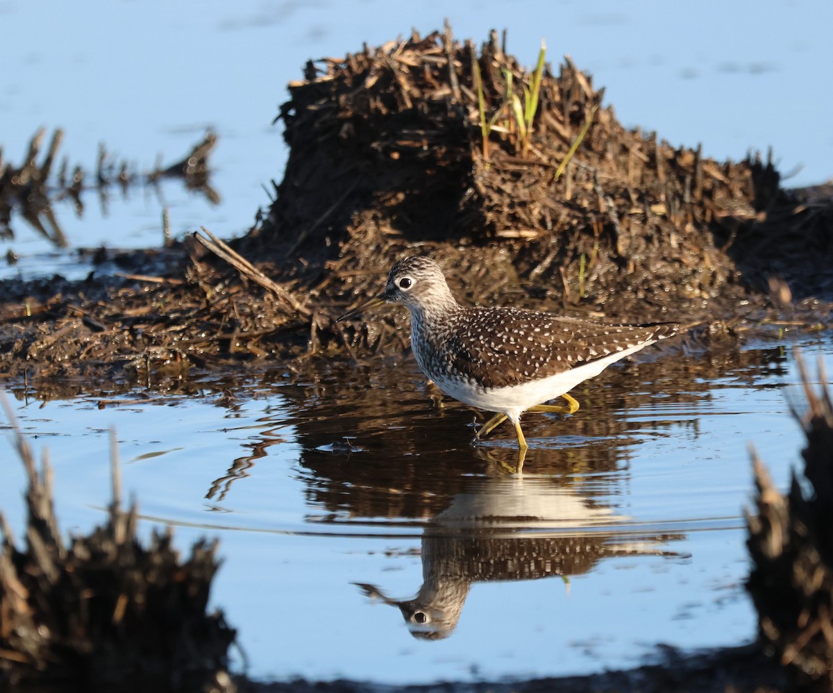 Solitary Sandpiper - ML619340202