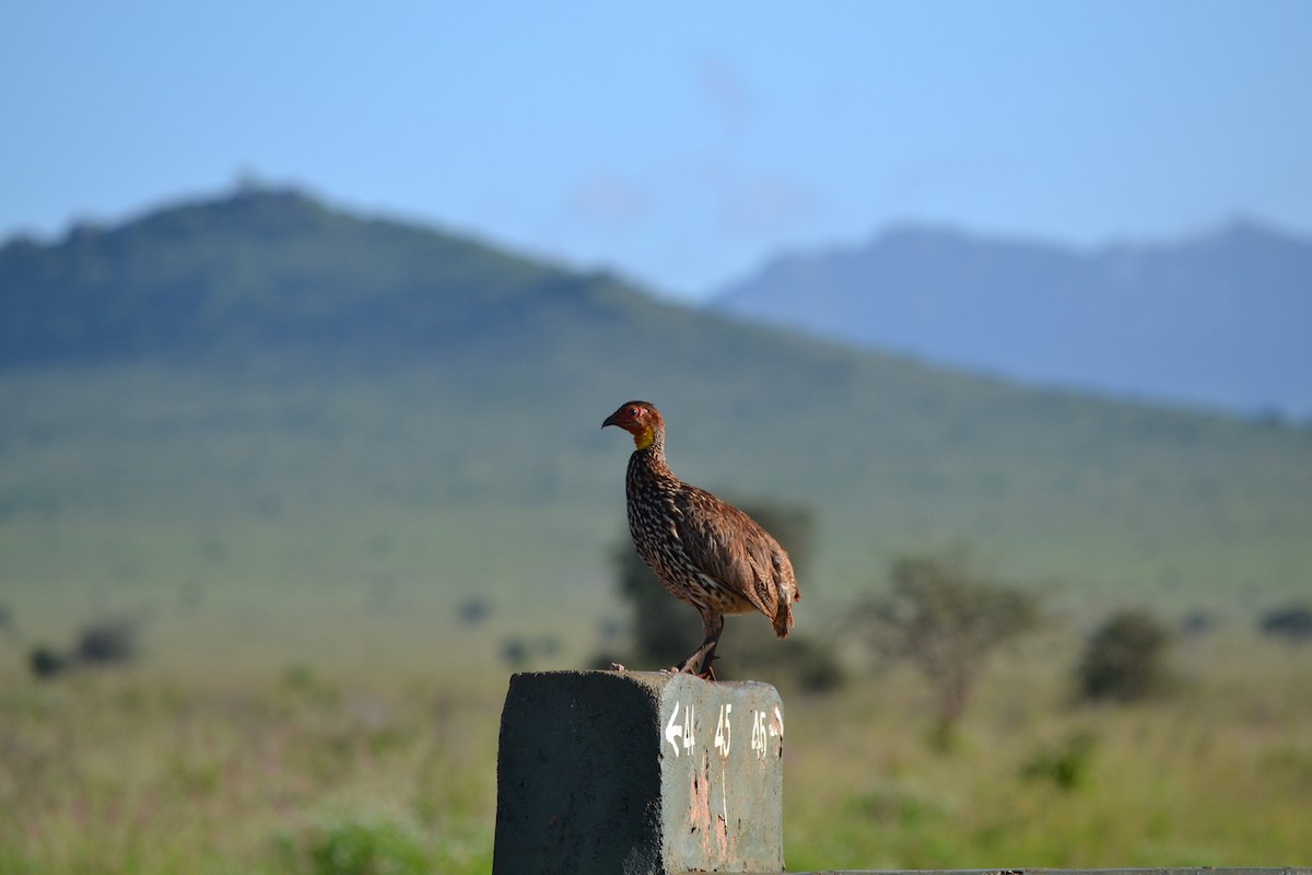 Yellow-necked Spurfowl - ML619340203