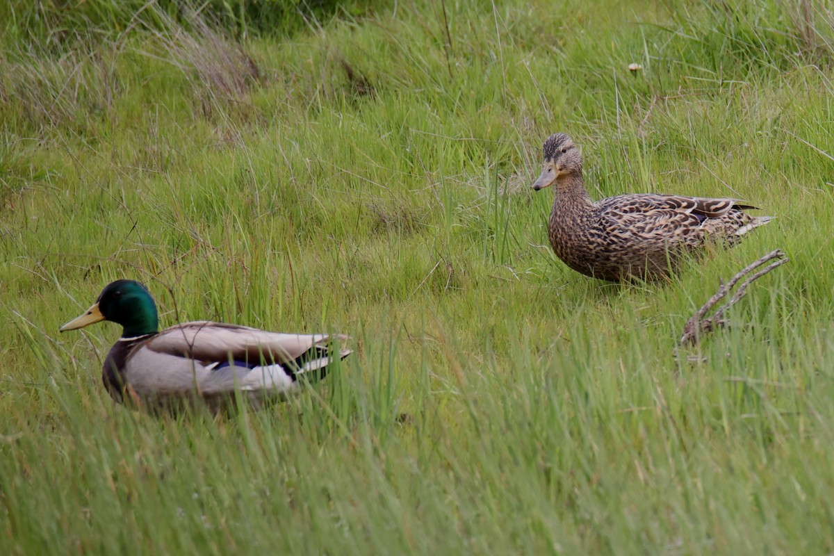 Mallard - Linda Dalton