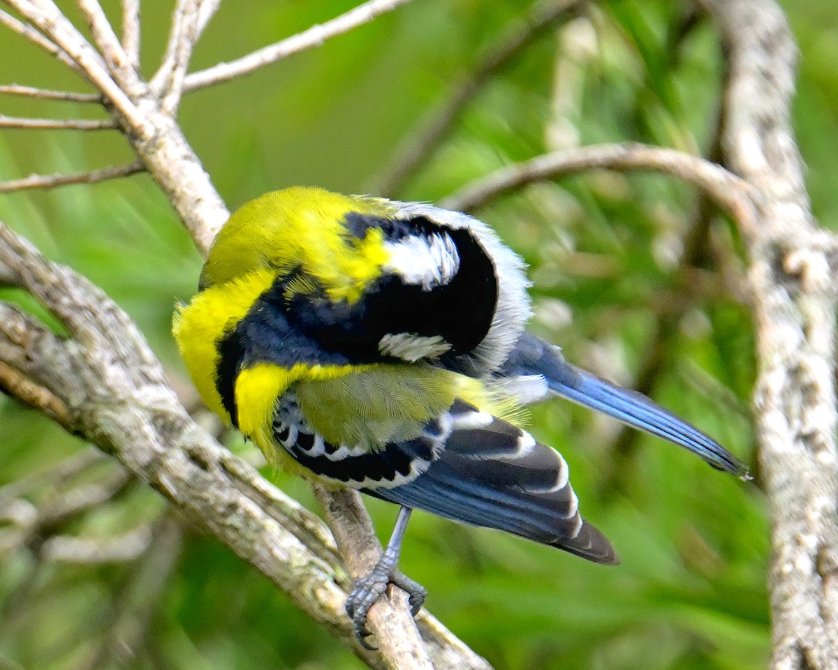 Green-backed Tit - Rajesh Gopalan