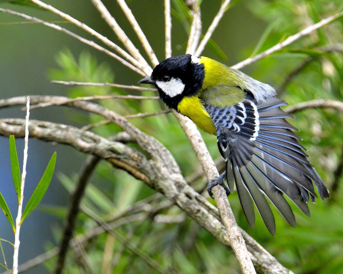 Green-backed Tit - ML619340244