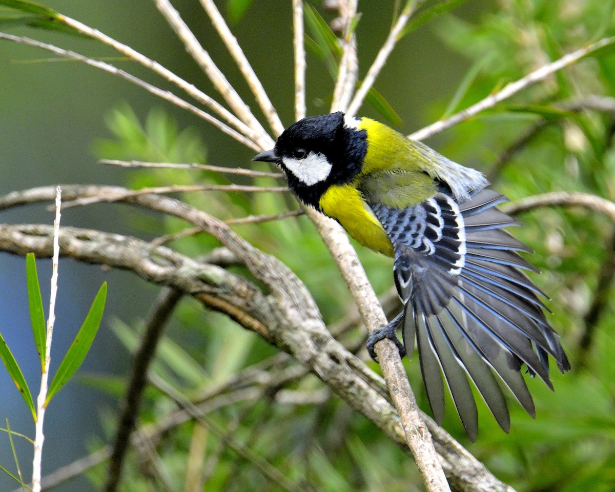 Green-backed Tit - ML619340246