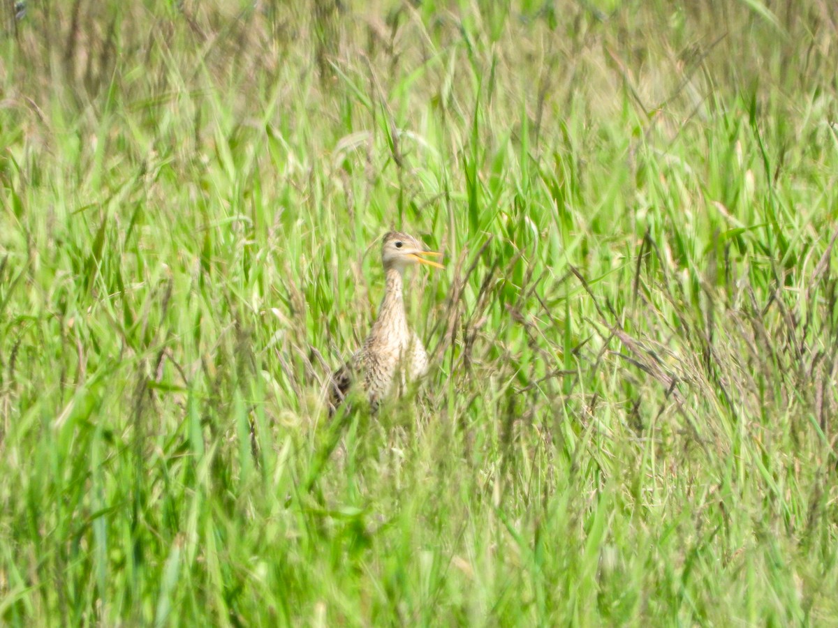 Upland Sandpiper - Samuel Burckhardt