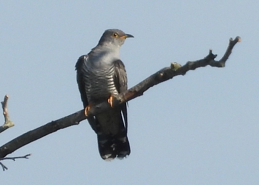Common Cuckoo - Thomas Schreiter