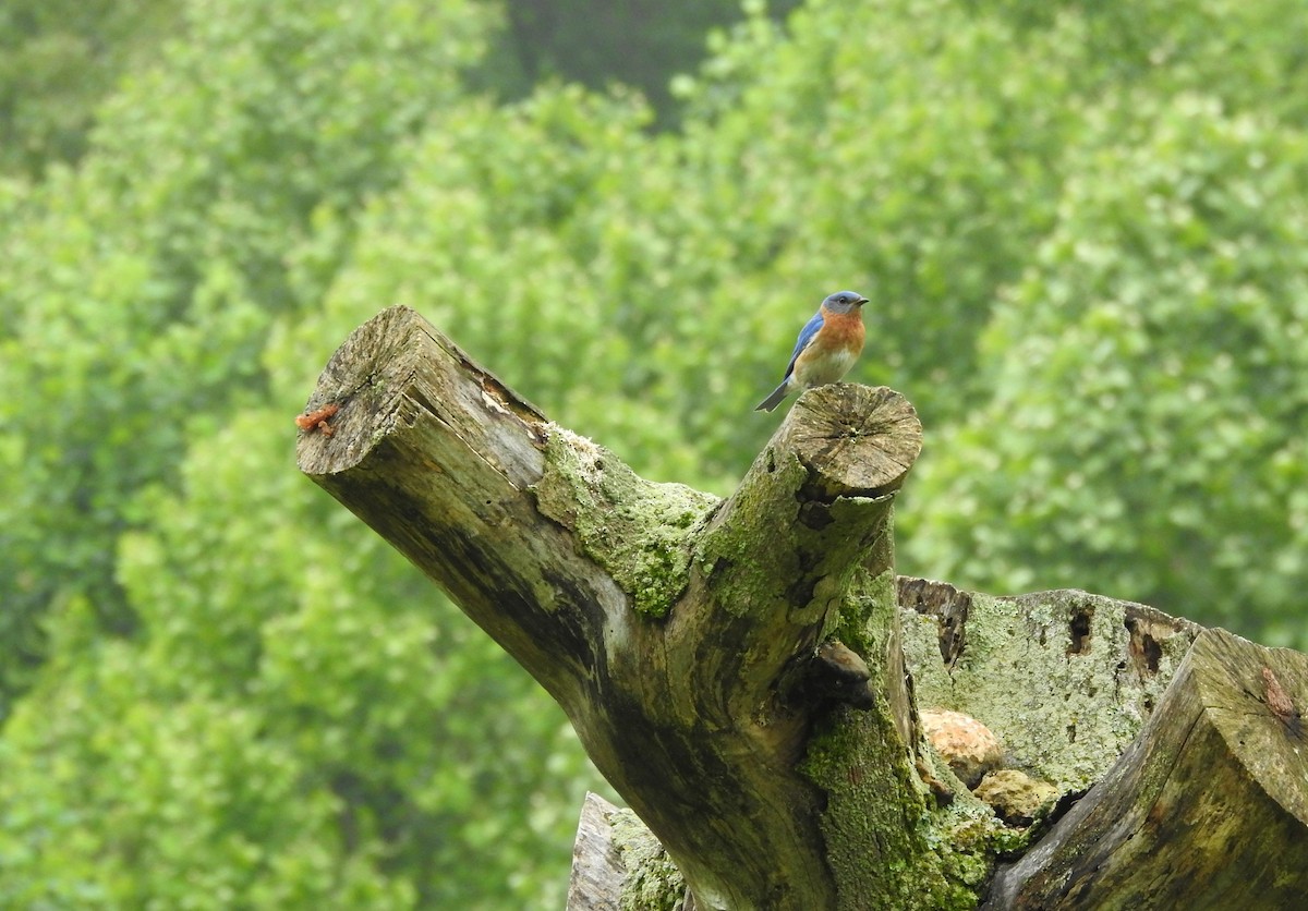 Eastern Bluebird - ML619340257