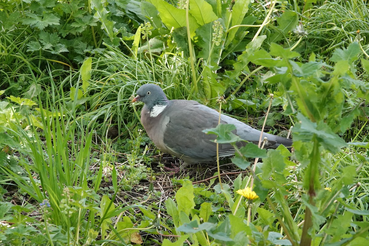 Common Wood-Pigeon - Nancy Henke