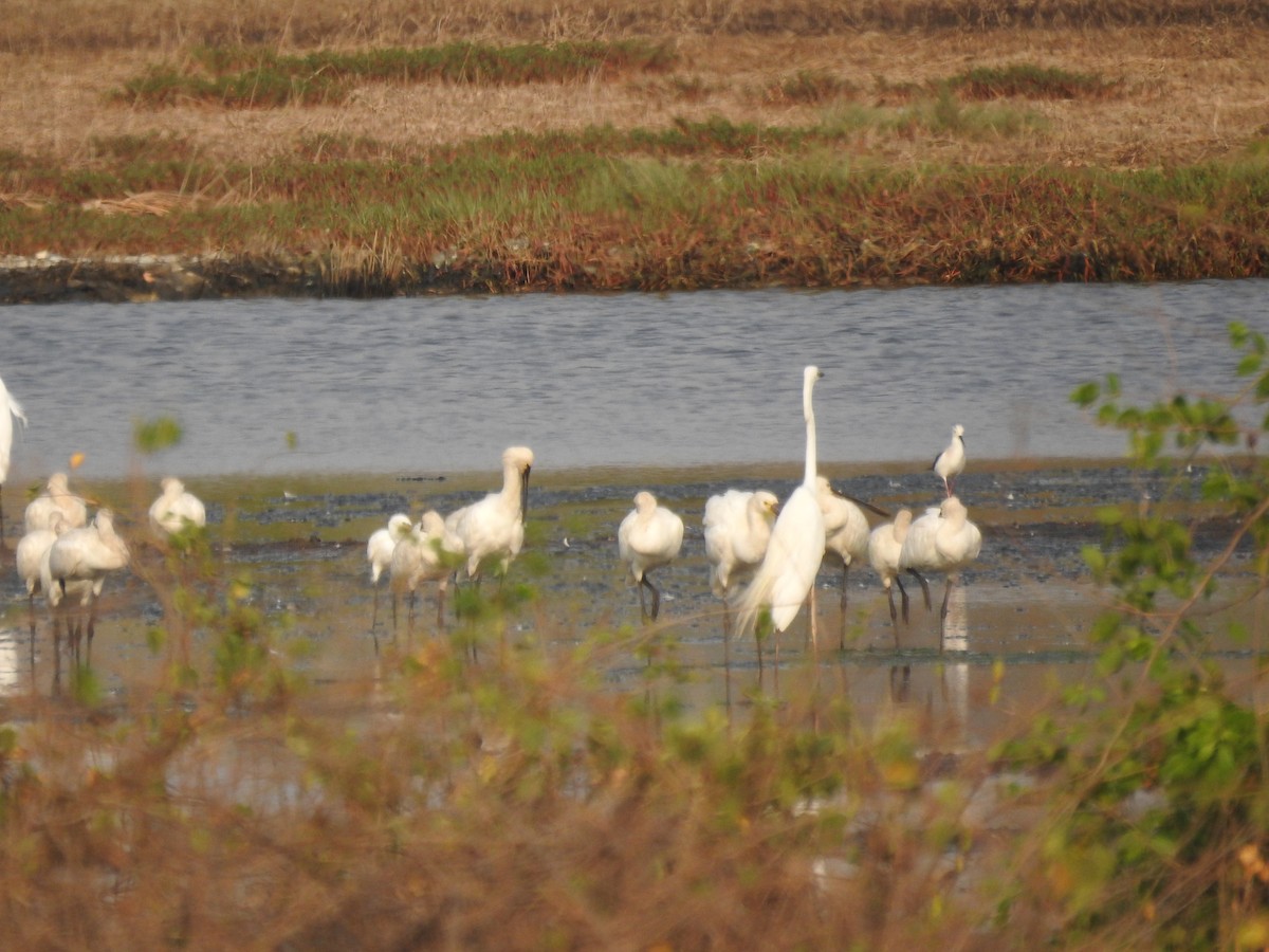 Eurasian Spoonbill - ML619340270