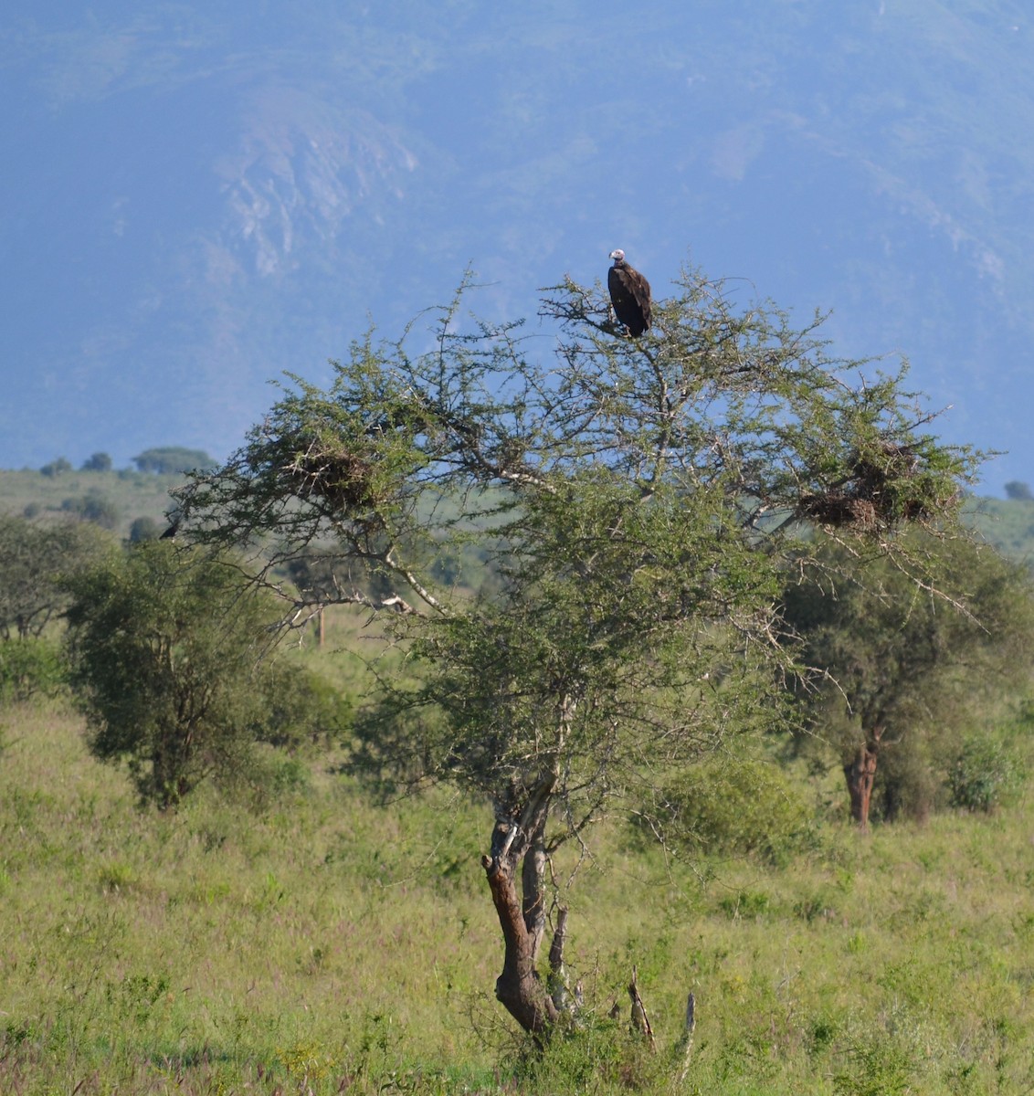 Lappet-faced Vulture - Chris Kieu