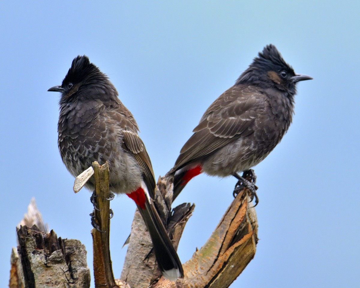 Bulbul à ventre rouge - ML619340277