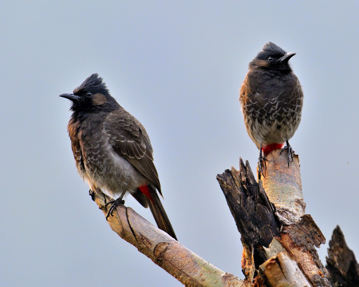 Bulbul à ventre rouge - ML619340279