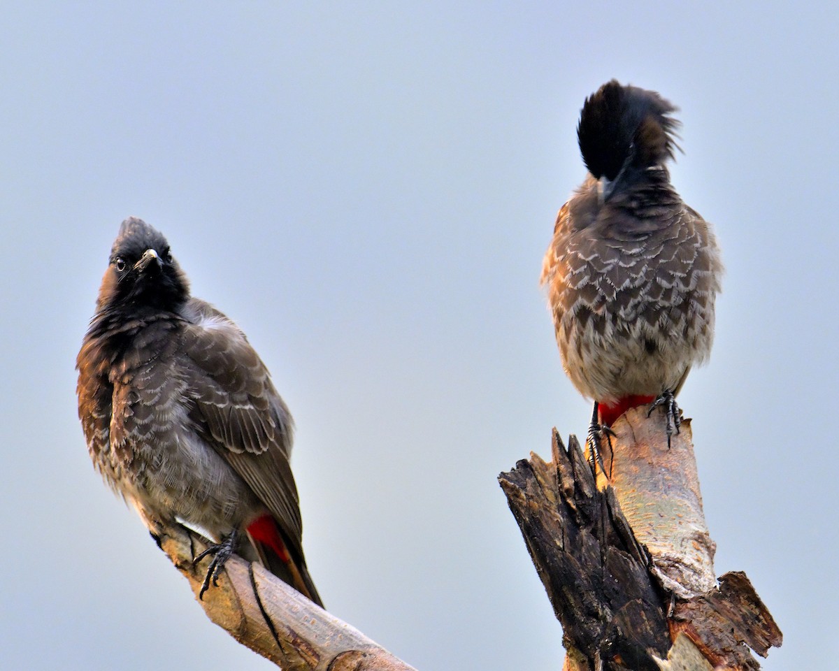 Bulbul à ventre rouge - ML619340280