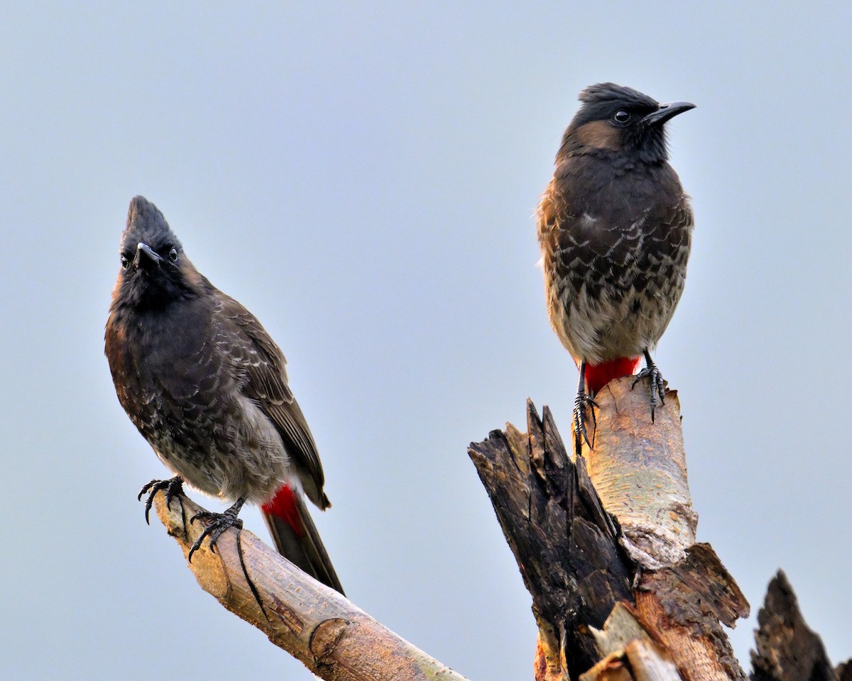 Bulbul à ventre rouge - ML619340282