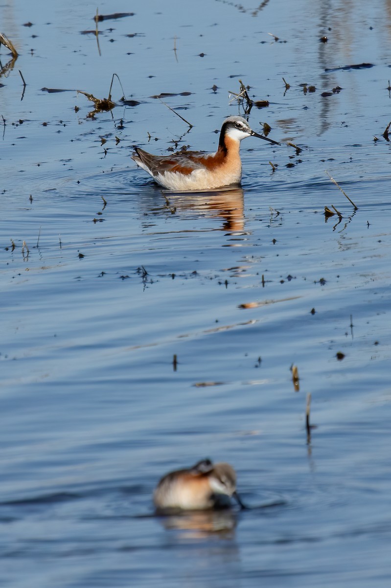 Wilson's Phalarope - ML619340286