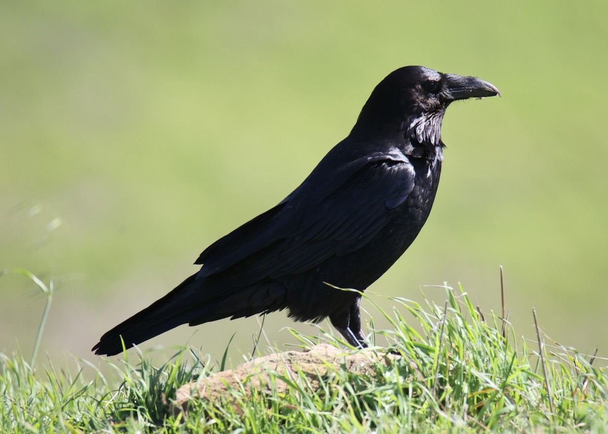 Common Raven - Linda Dalton