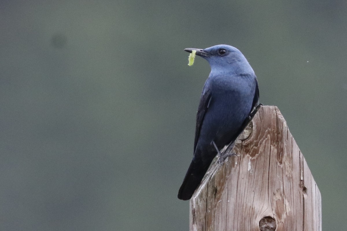 Blue Rock-Thrush - Paulo Domingues