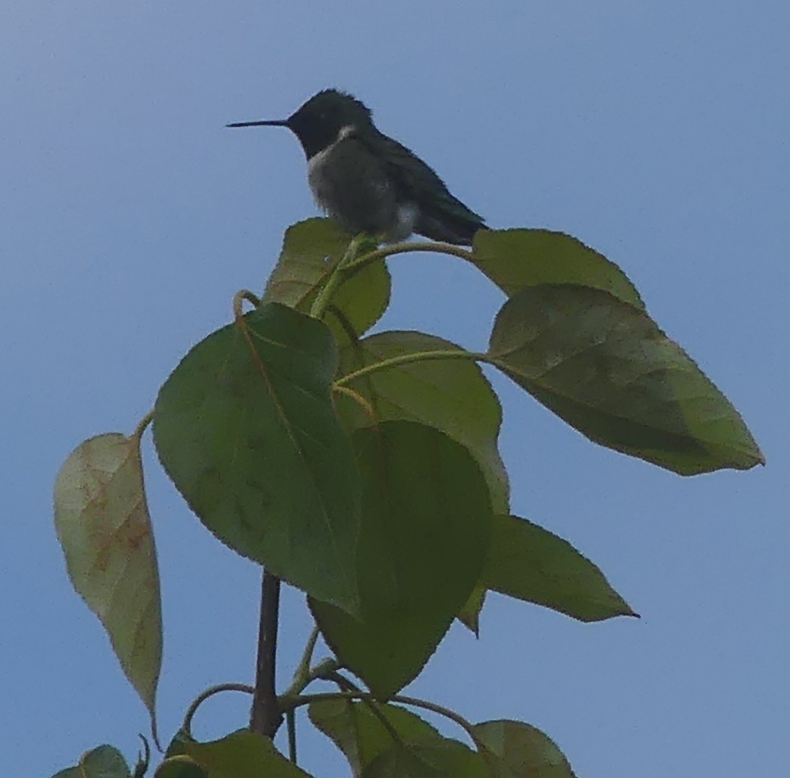 Colibri à gorge rubis - ML619340301