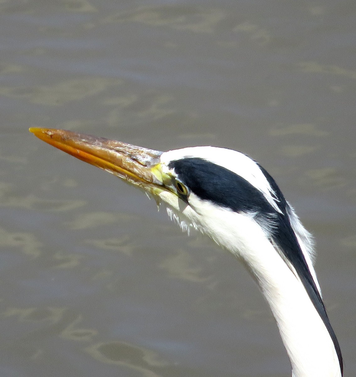 Gray Heron - Eduardo Blanco Vega