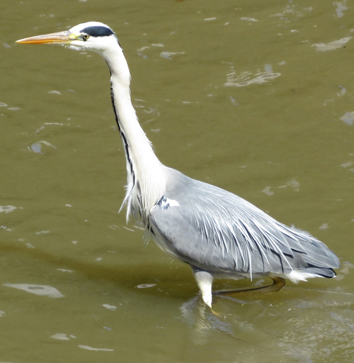 Gray Heron - Eduardo Blanco Vega