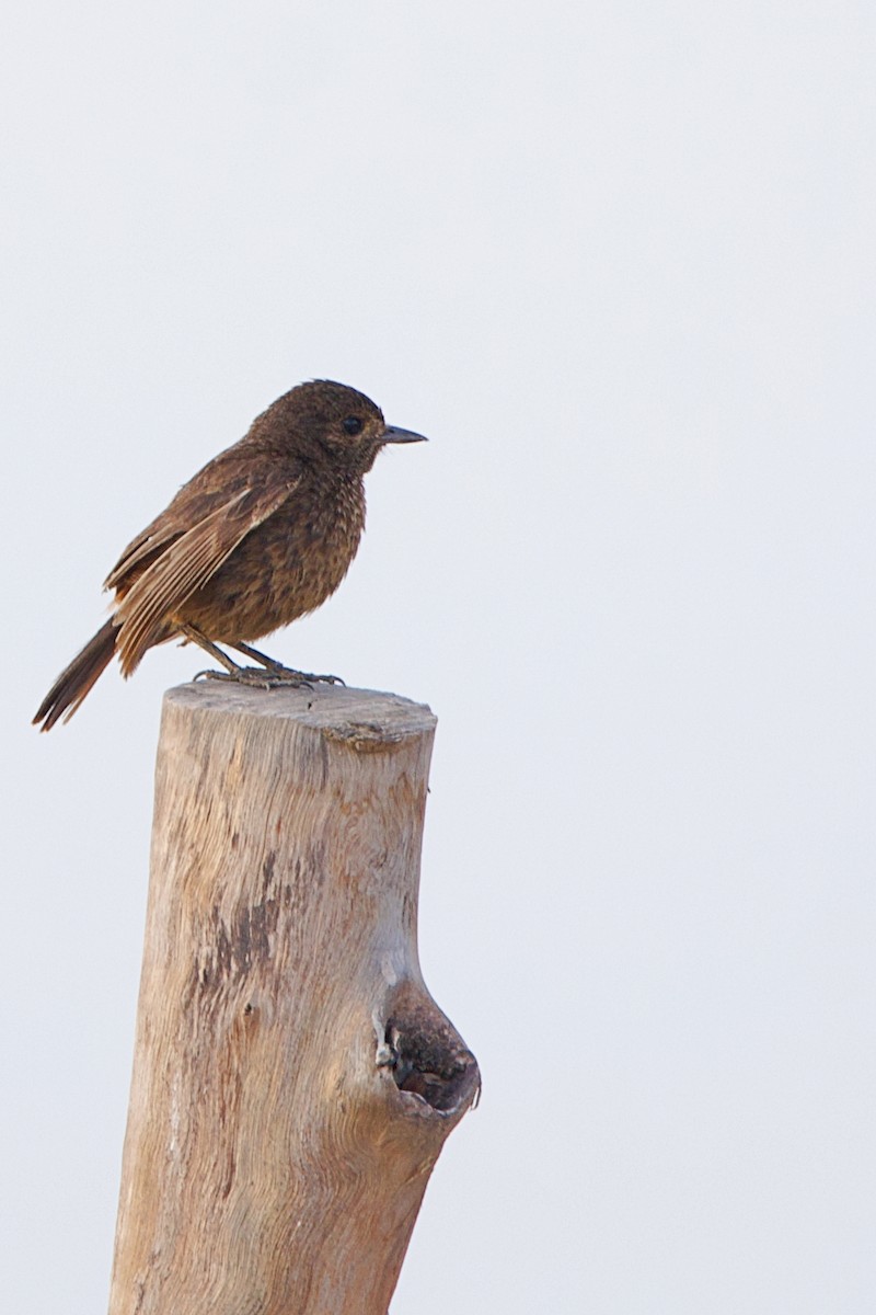 Pied Bushchat - Brad Kremer