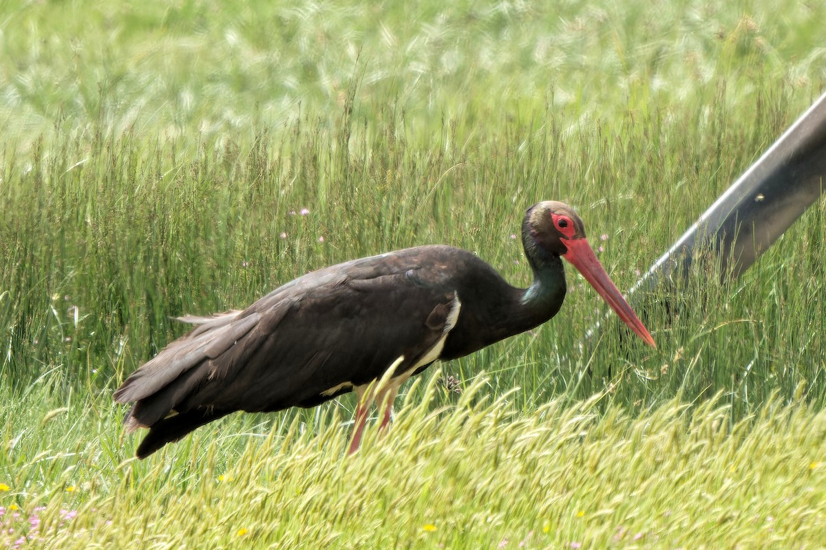Black Stork - leon berthou