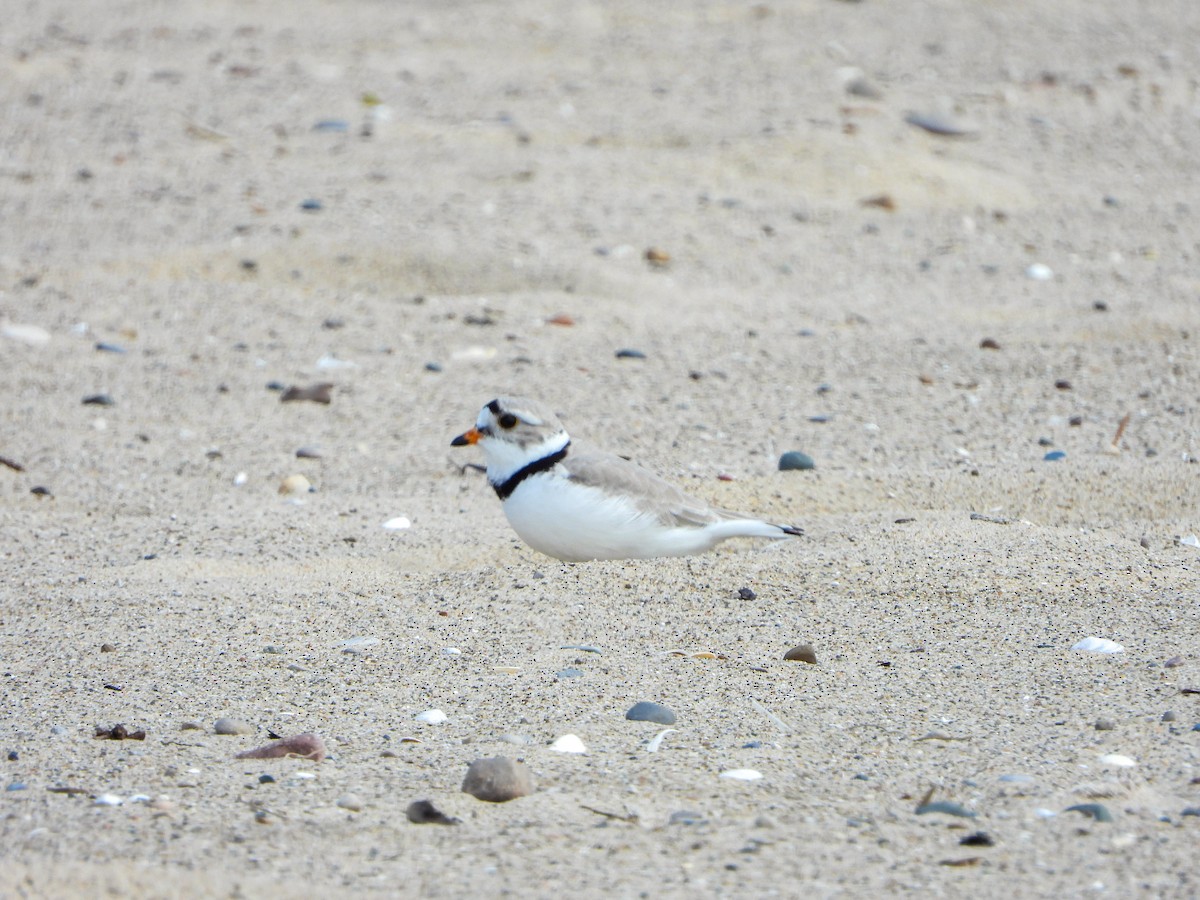 Piping Plover - Samuel Burckhardt