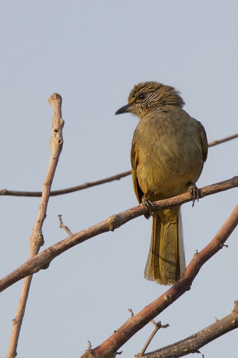 Streak-eared Bulbul - Brad Kremer