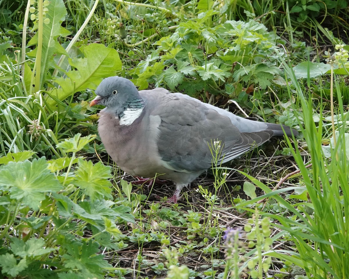 Common Wood-Pigeon - ML619340363