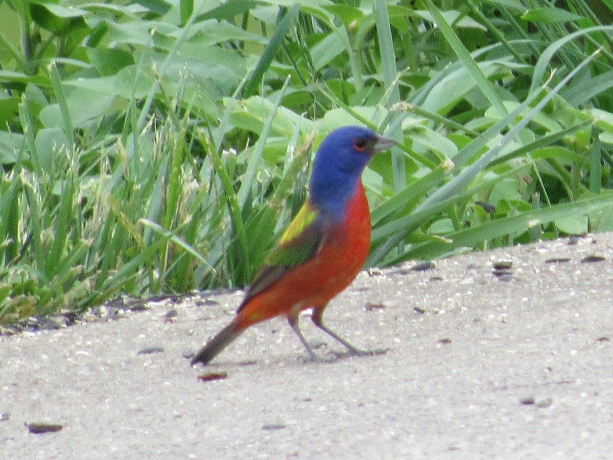 Painted Bunting - ML619340365