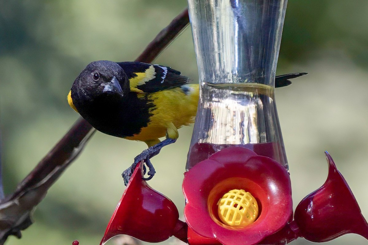 Scott's Oriole - LAURA FRAZIER