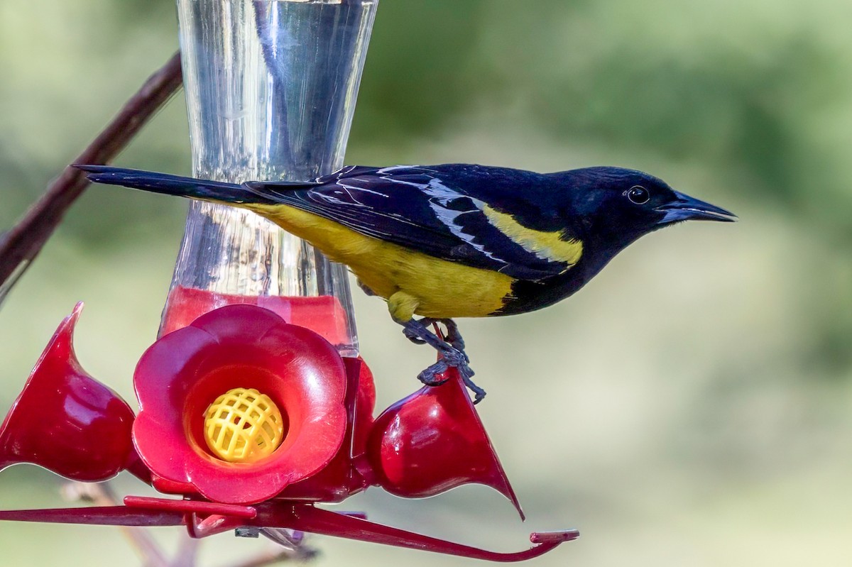 Scott's Oriole - LAURA FRAZIER