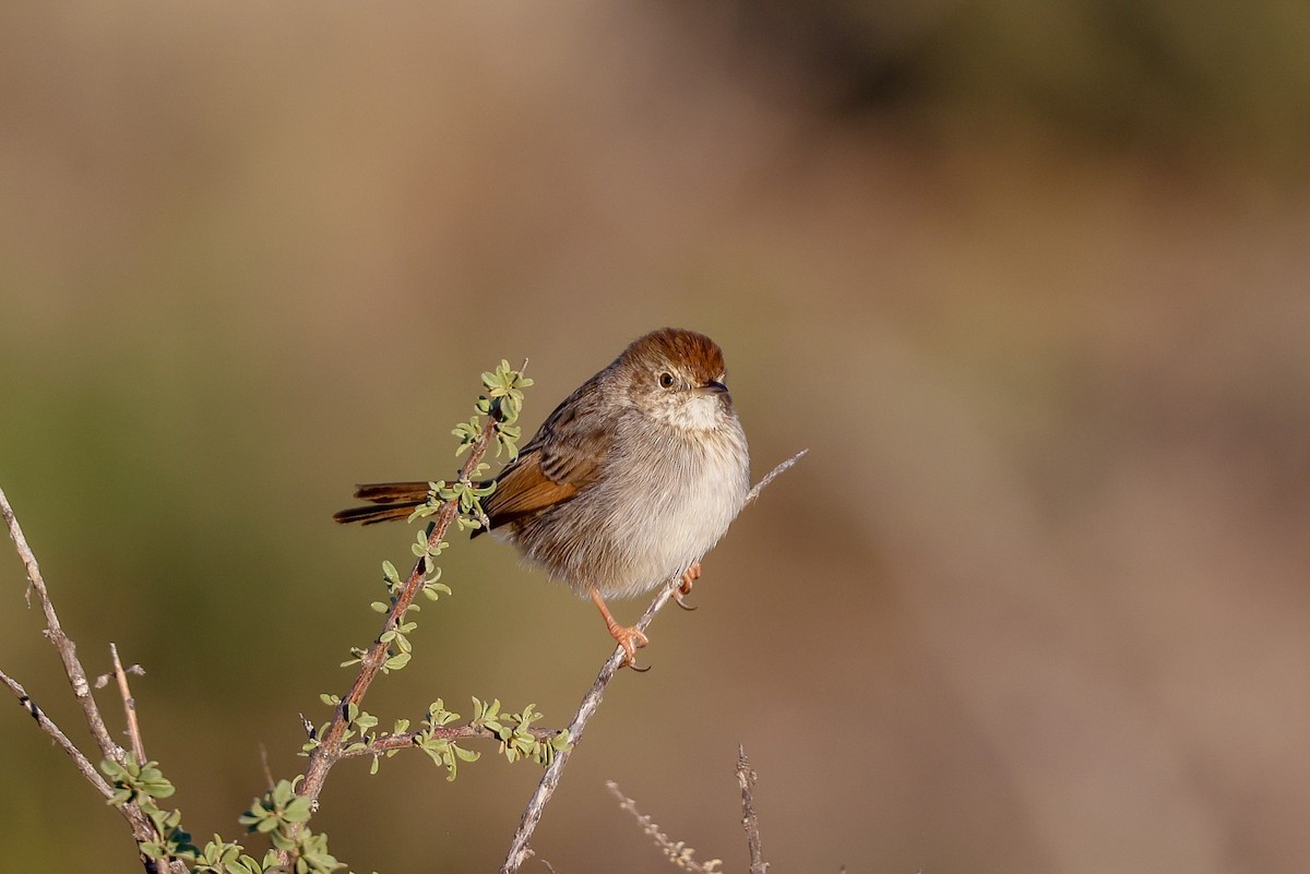 Red-headed Cisticola - ML619340387