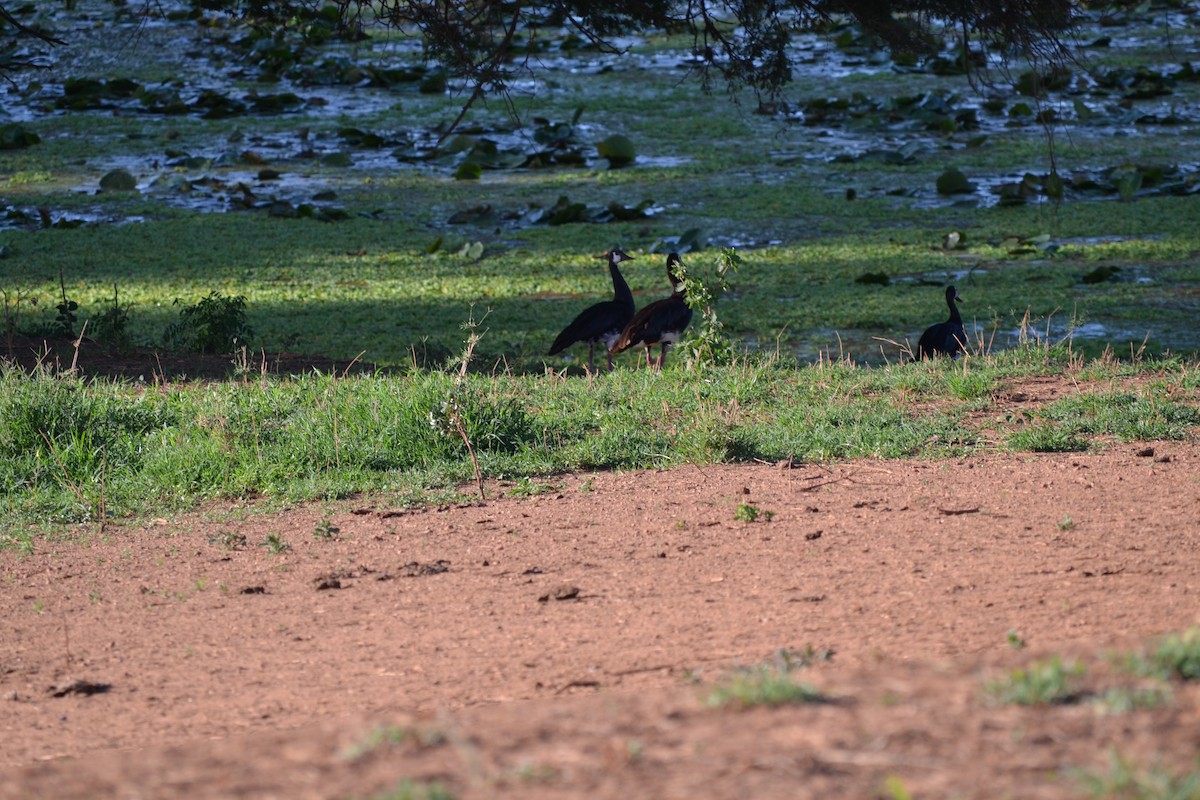 Spur-winged Goose - Chris Kieu