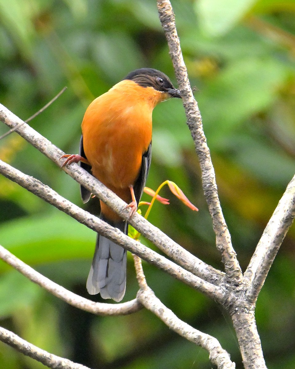 Rufous Sibia - Rajesh Gopalan