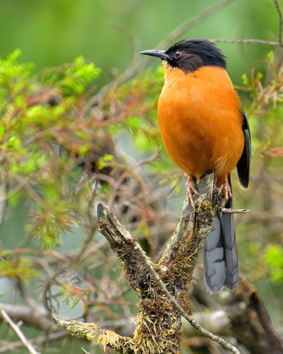 Rufous Sibia - Rajesh Gopalan