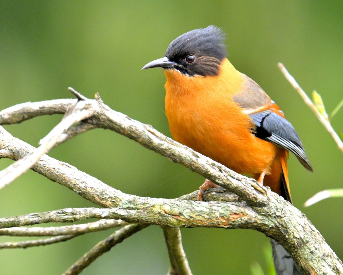 Rufous Sibia - Rajesh Gopalan