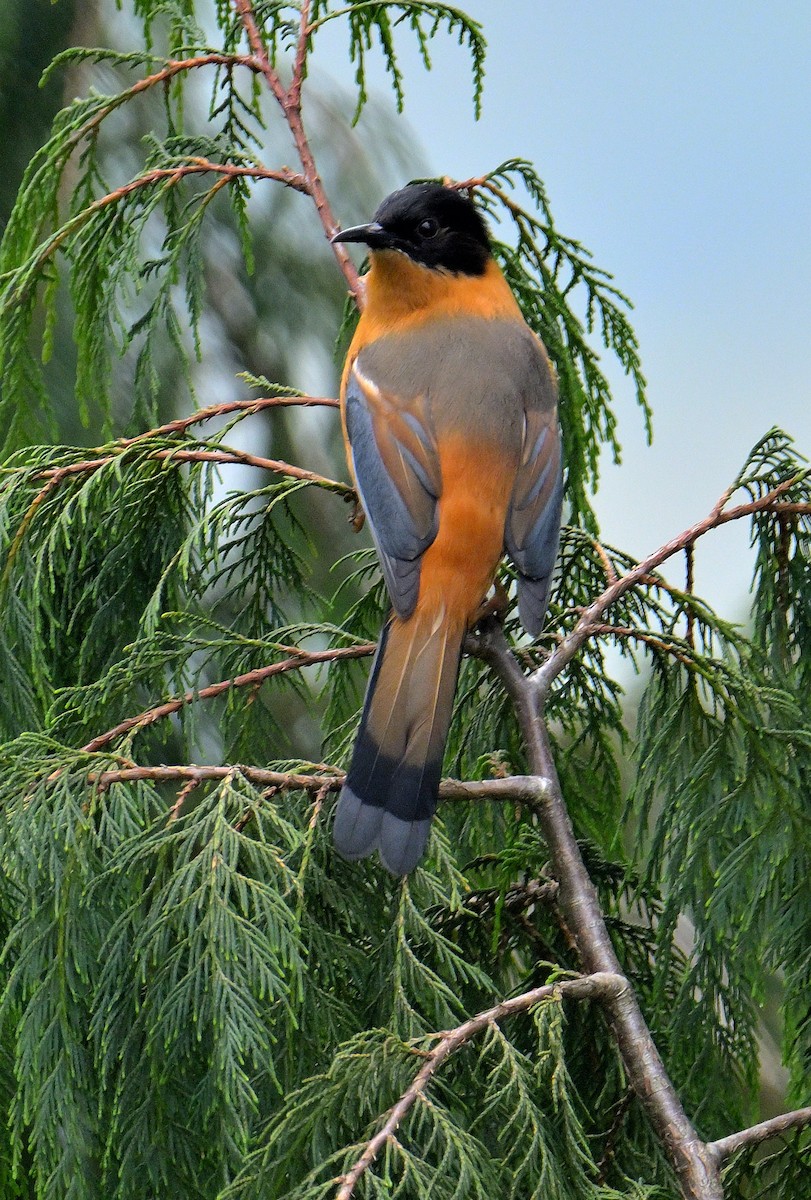 Rufous Sibia - Rajesh Gopalan