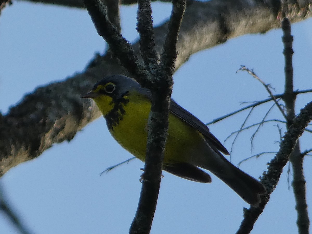 Canada Warbler - Tom Wheatley