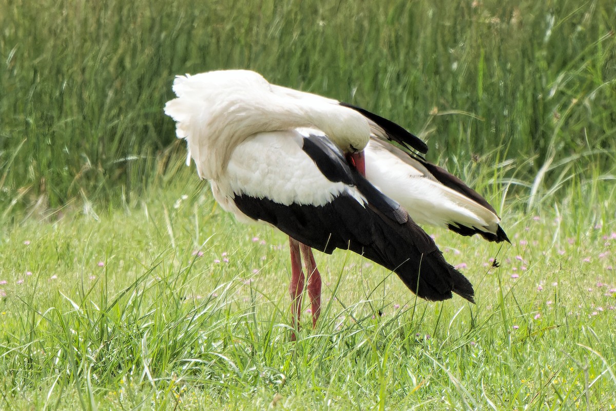 White Stork - leon berthou