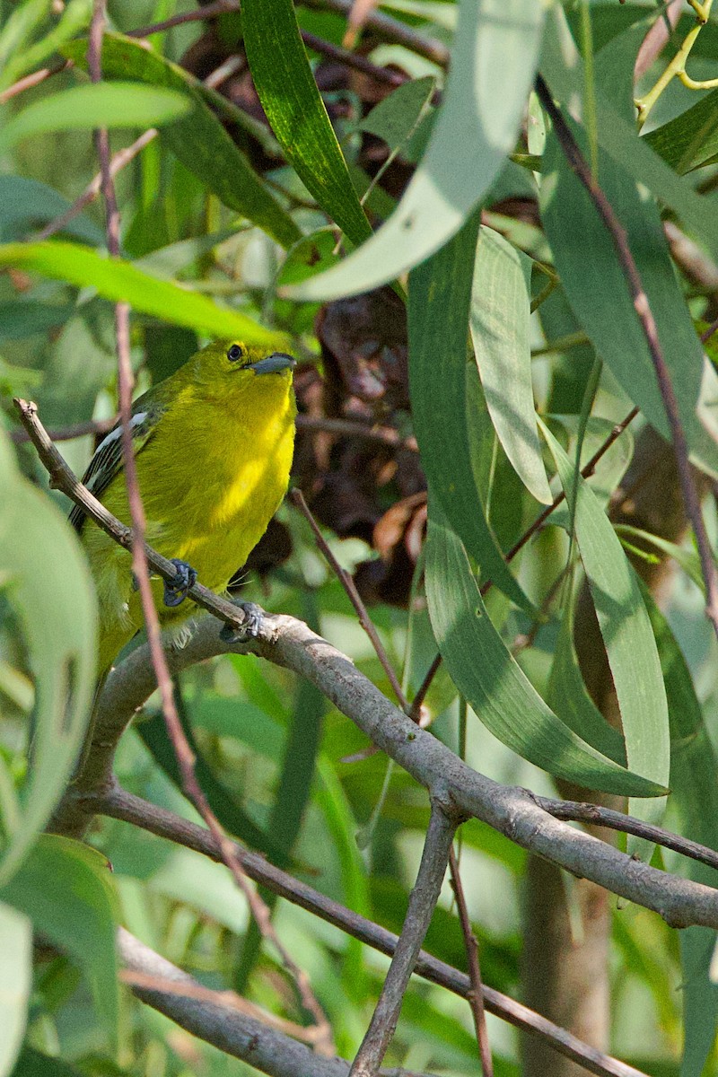 Common Iora - Brad Kremer